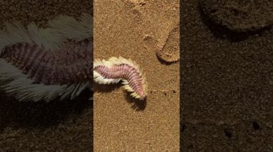Creepy Worm On Brisbane Beach