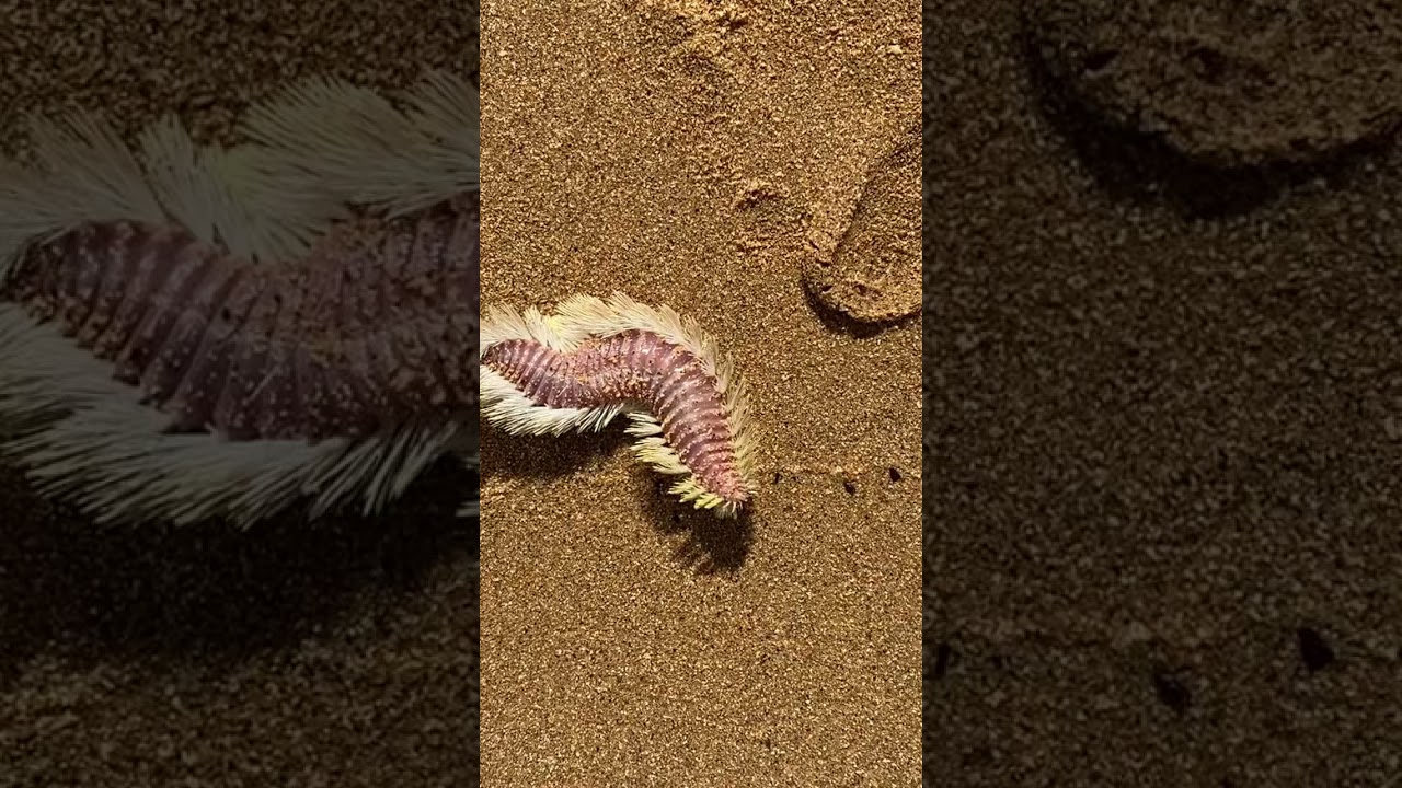 Creepy Worm On Brisbane Beach