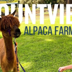 Mountview Alpaca Farm | O'Reilly's Canungra Valley Vineyards